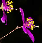 Largeflower fameflower